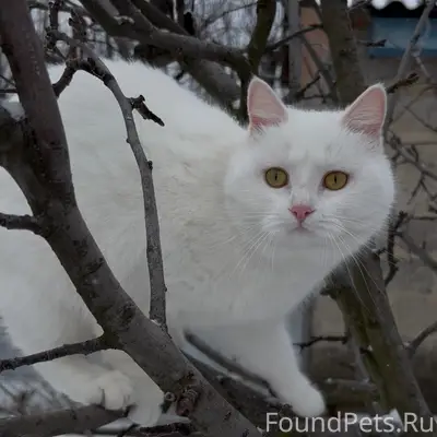 Пропала белая кошка Умка, район 40 школы