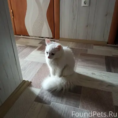 Найдена кошка, Садовая