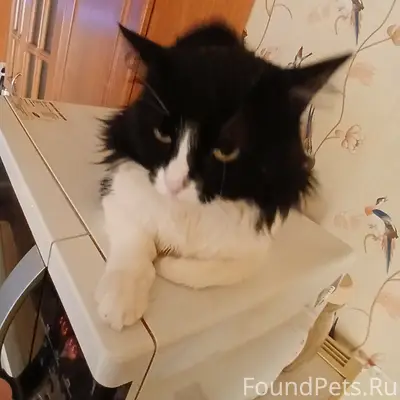 Пропал кот Барсик, Захолынка/Лесная улица