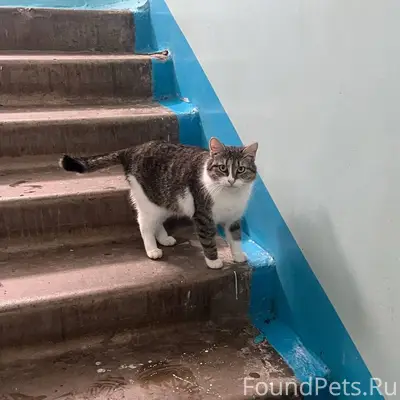 Найден серо-белый кот, Нижнекамск