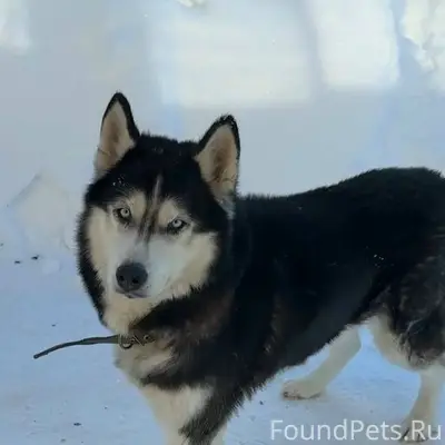 Пропал хаски Локи, Октябрьский район