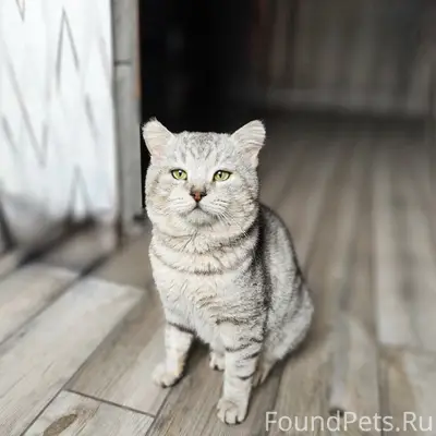 Найден британец Яша