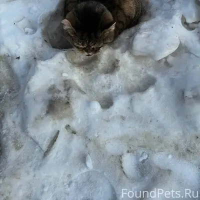 Найден кот, Тюмень