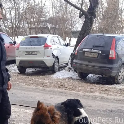 Пропал Русский спаниель Мартин, Василий Иванова 36