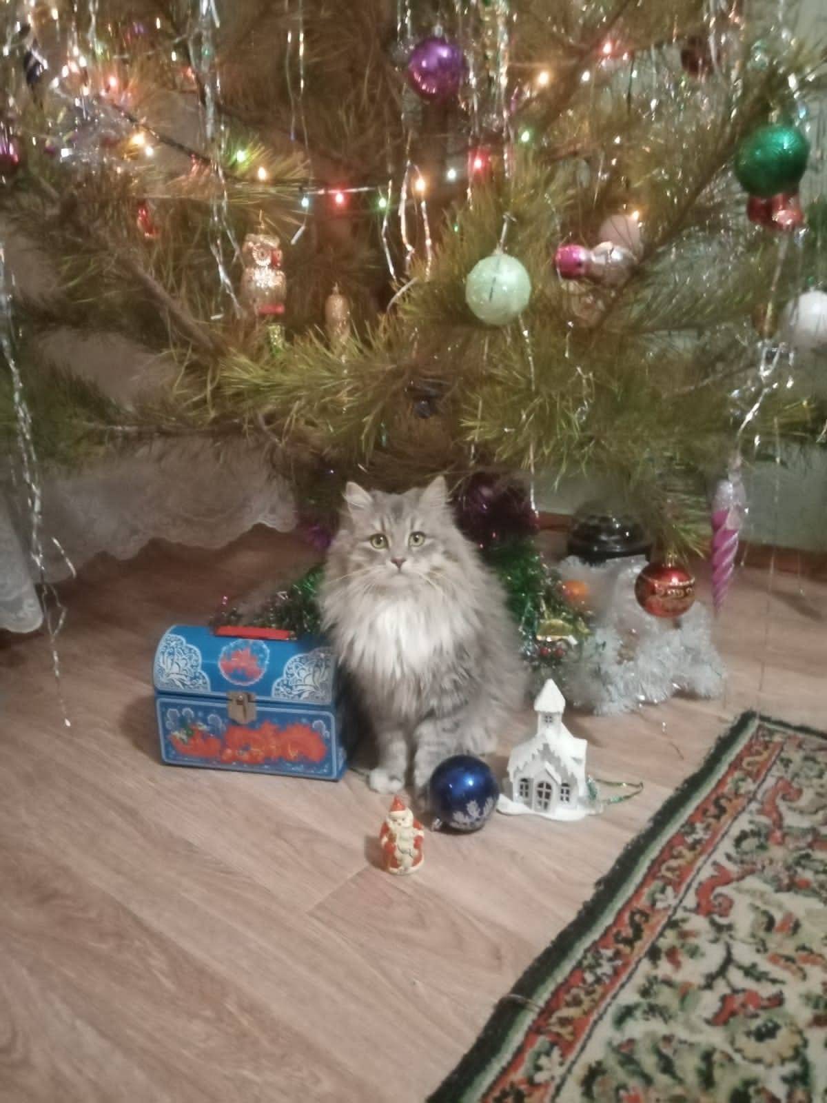 Пропал кот Басик