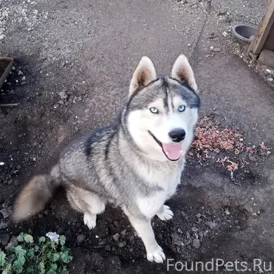 Пропал Хаски, зелёный ошейник, с. Кочетовка