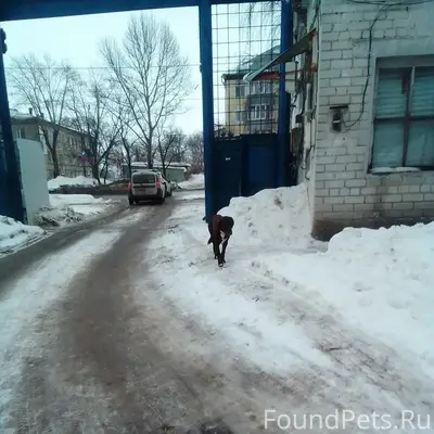 Найден пёс, Локомотивная, 8