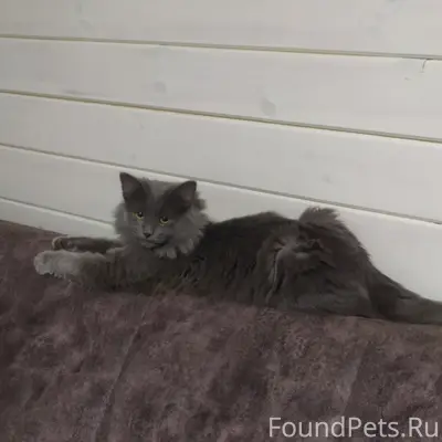 Пропал кот, улица Лесная