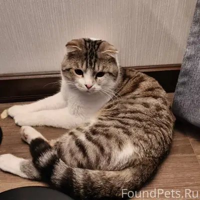 Найден кот, Адмирала Лазарева