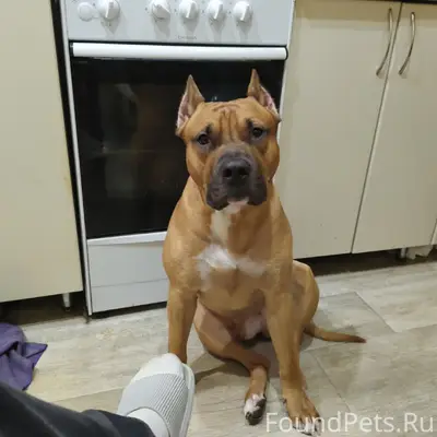 Пропал пёс Саймон, район между центральной и Кривошеина