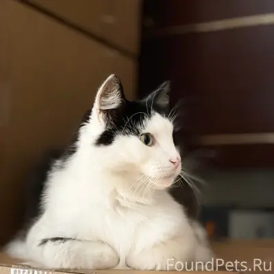 Пропал кот Скромняш, Волоколамск р-он Щекино