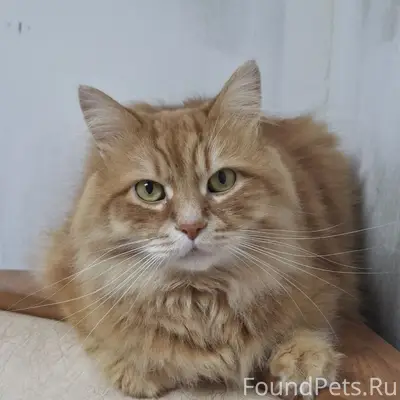 Пропал рыжий кот Чаппи, Фабричная