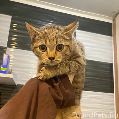 Найден котёнок, Великий Новгород