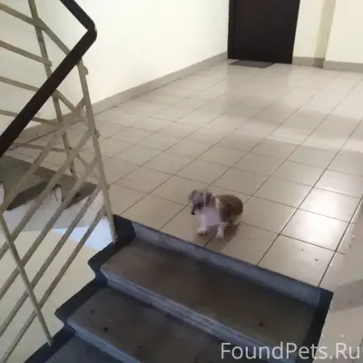 Пропал котёнок, ул. Мерецкова