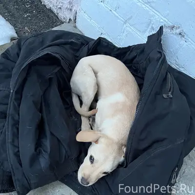 Найден щенок в Унече