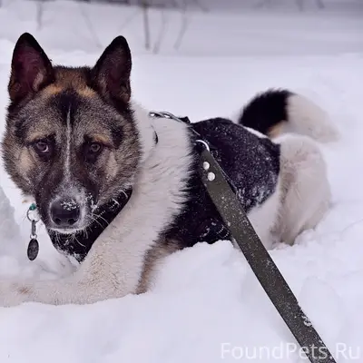 Найден пёс Север, Пушкинский район