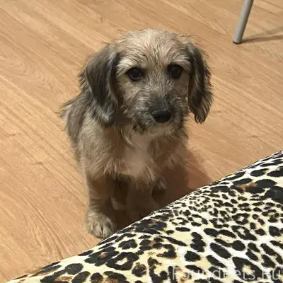 Пропал щенок Барни, Вилейка