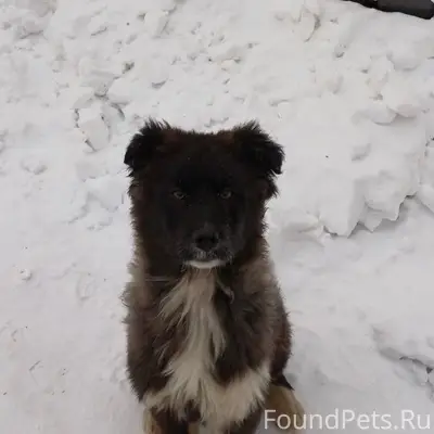 Найден щенок, Горбуново