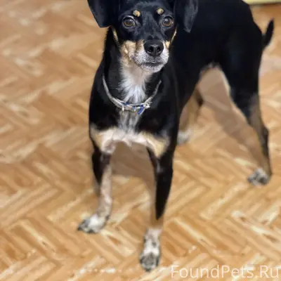 Найденна собака, Восточная 49