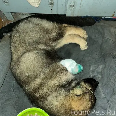 Найден щенок, станция Софрино