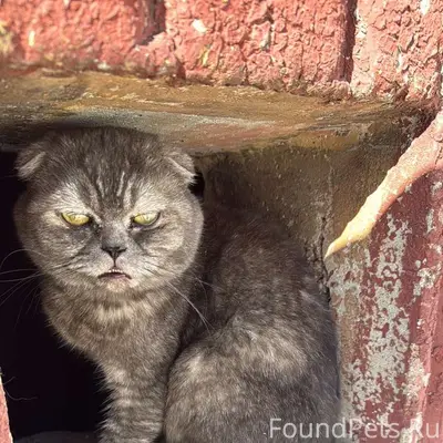 Найден кот/кошка, Шмидта