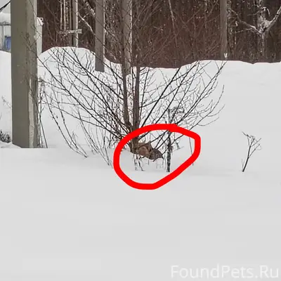 Найдены котята, остановка Садомовского поля