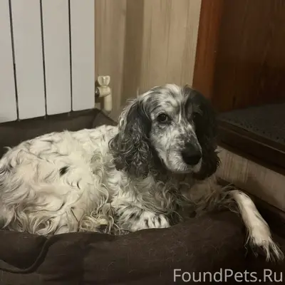 Пропал спаниель Бим, Досчатый