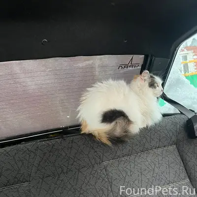 Пропала кошка Белый, с. Миловка