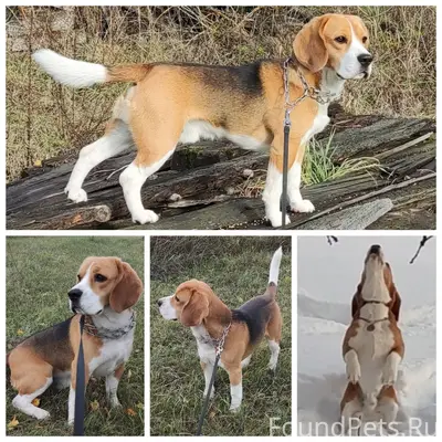 Пропал бигль Рагнар, посёлок Заречье Сараевского района