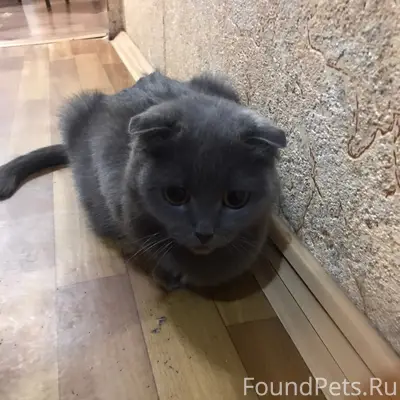 Найдена британская вислоухая кошка, без других животных