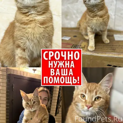 Пропал рыжий кот Котэ, Московская область