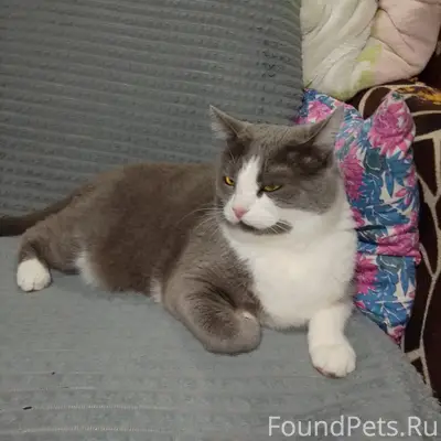 Найден котик, остановка Строительный колледж