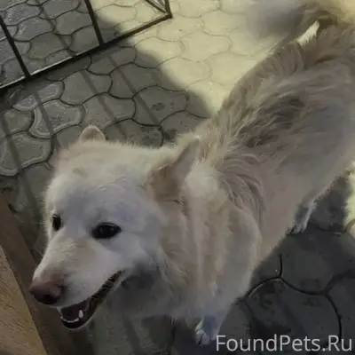 Пропал пес, белый, пушистый, Воронеж