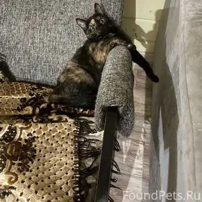 Пропала кошка Ася, Трубки район