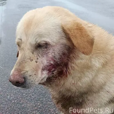 Найден лабрадор, Воскресенск, ул. 2-я Заводская