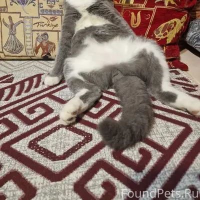 Пропал серенький котик с белой грудкой, животиком и лапками