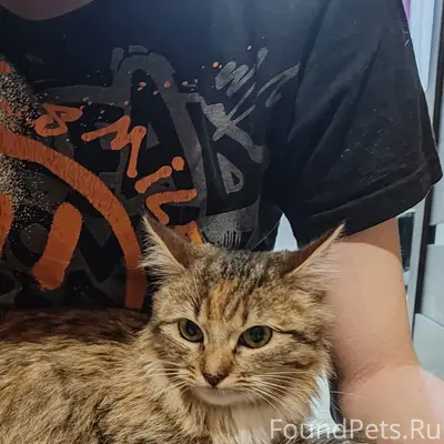 Найдена кошка, Гагарина 7