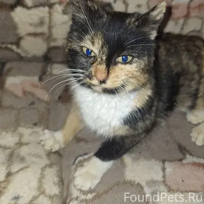 Найдена кошка, ищем хозяев