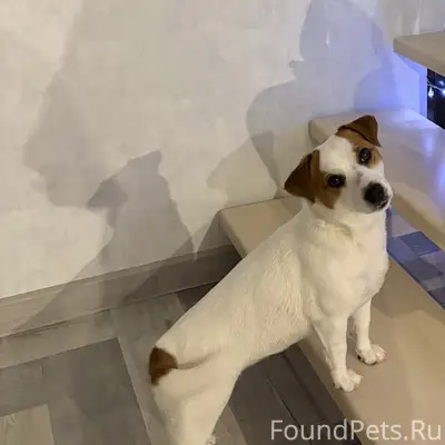 Пропала собака Джек Рассел, район тц Ледокол