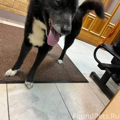 Найден кабель, собака