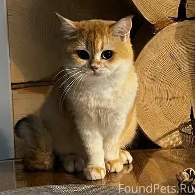 Пропал кот, Сватково