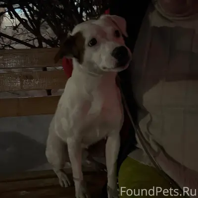 Найден тип собака, возле кинотеатра Родина