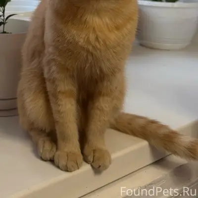 Пропал кот Рыня, район поле чудес