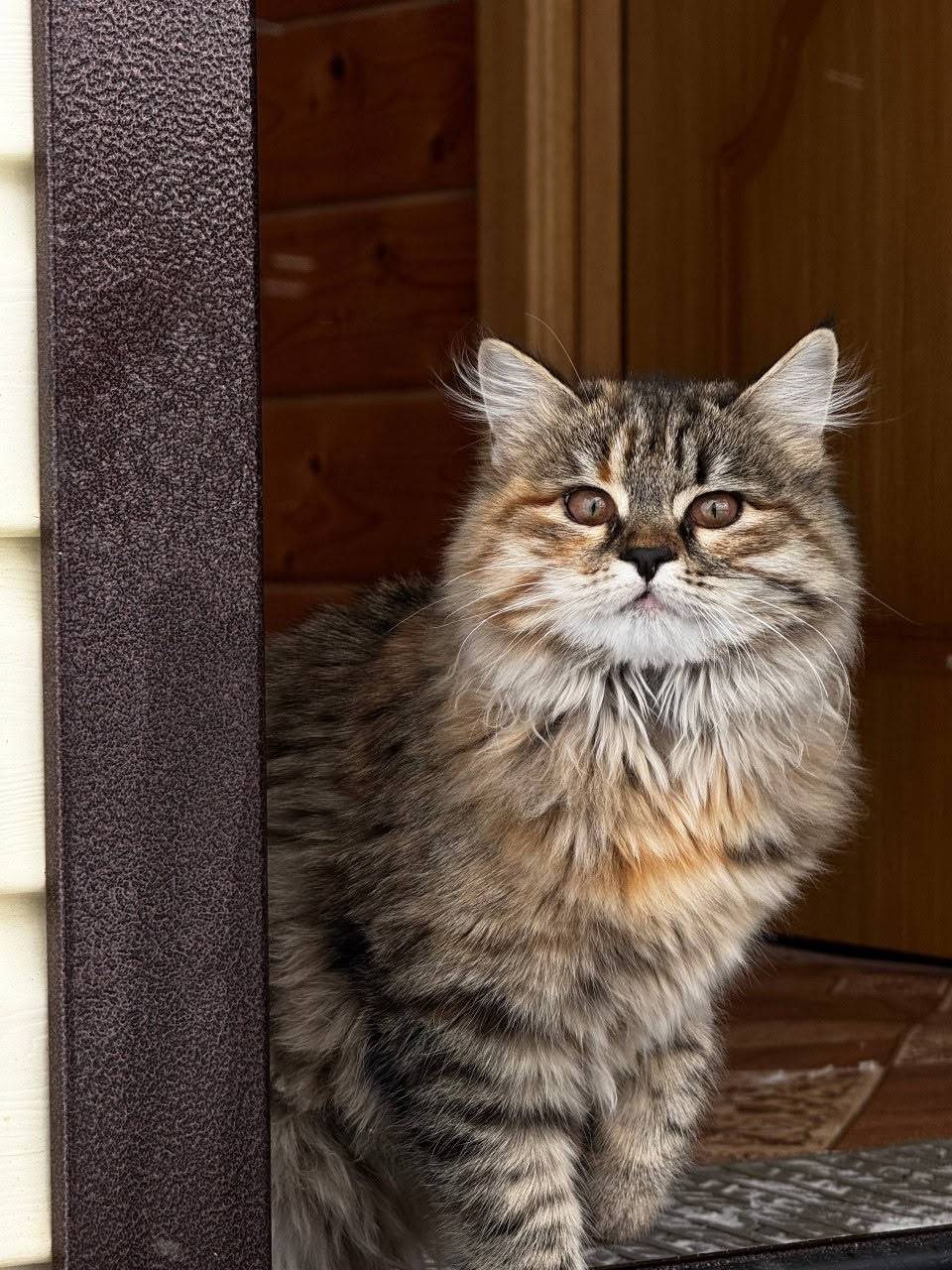 Пропала кошка,