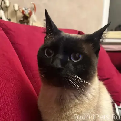 Пропал пёс Сема