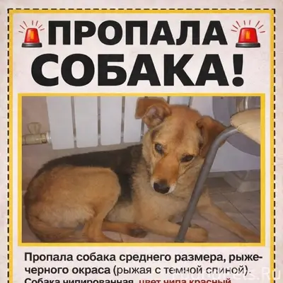 Пропал пёс Сережа, Дзержинск