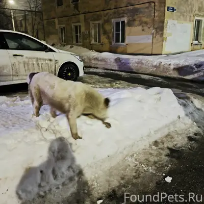 Найдена собака, улица Страж Революции, Нижний Новгород