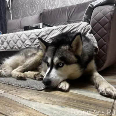 Найден пёс, трасса после Малышева