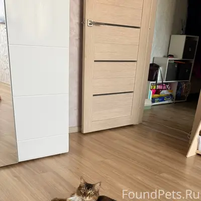 Найдена сомалийская кошка, Великие Луки