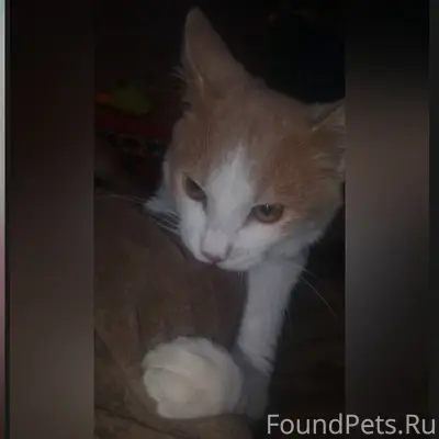 Пропал кот, голубой ошейник, Ахтуба